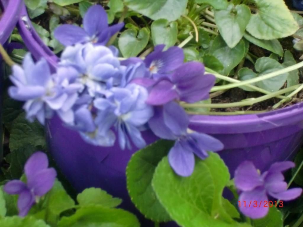 La Villa Des Violettes Toulouse Luaran gambar